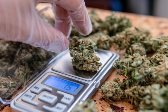 Vangst Secures Additional 19 Million to Place Employees in the Growing Cannabis Industry